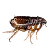 Блохи